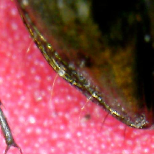 Réf. 231 455 : Notiophilus biguttatus